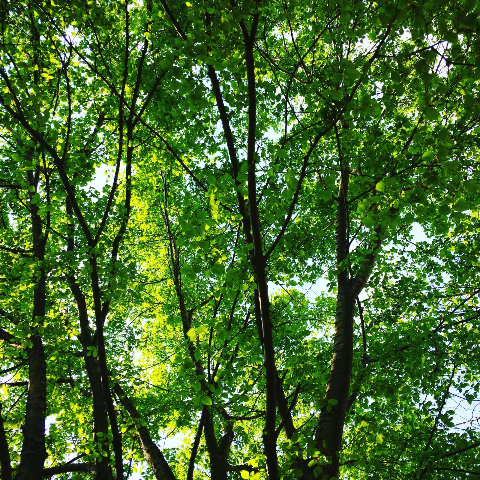 iPhone 5s back camera 4.15mm f/2.2 sample photo. Spring, tree, greens photography
