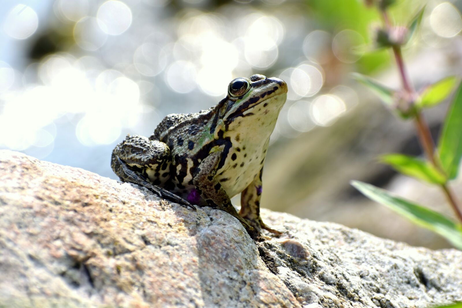 Nikon D5300 sample photo. Green, frog, animal photography