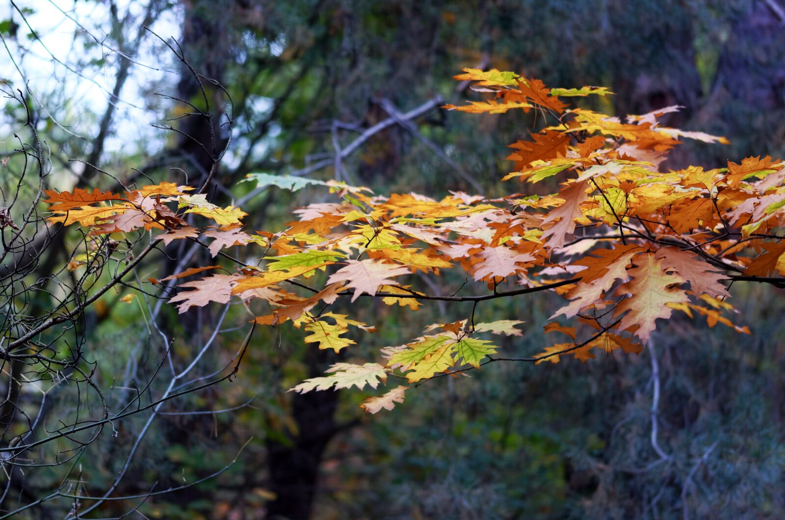 Nikon D5100 sample photo. Leaves, dry, colored photography