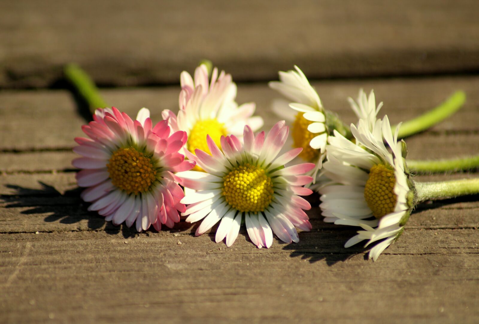 Canon EOS 1200D (EOS Rebel T5 / EOS Kiss X70 / EOS Hi) sample photo. Daisies, spring, flowers photography