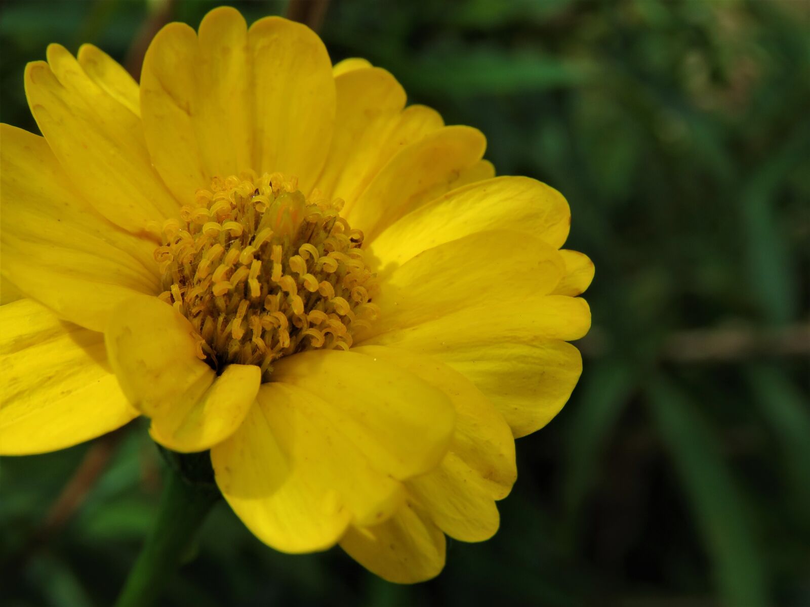 Canon PowerShot SX60 HS sample photo. Yellow, nature, flora photography