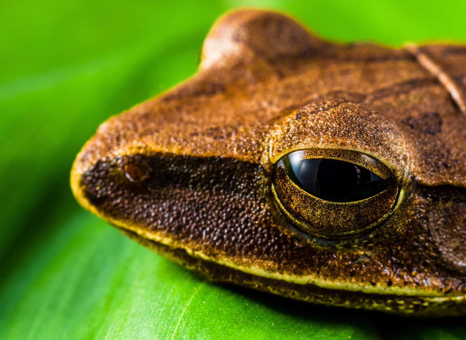 Nikon D5200 sample photo. Tree frog, anuran, frog photography