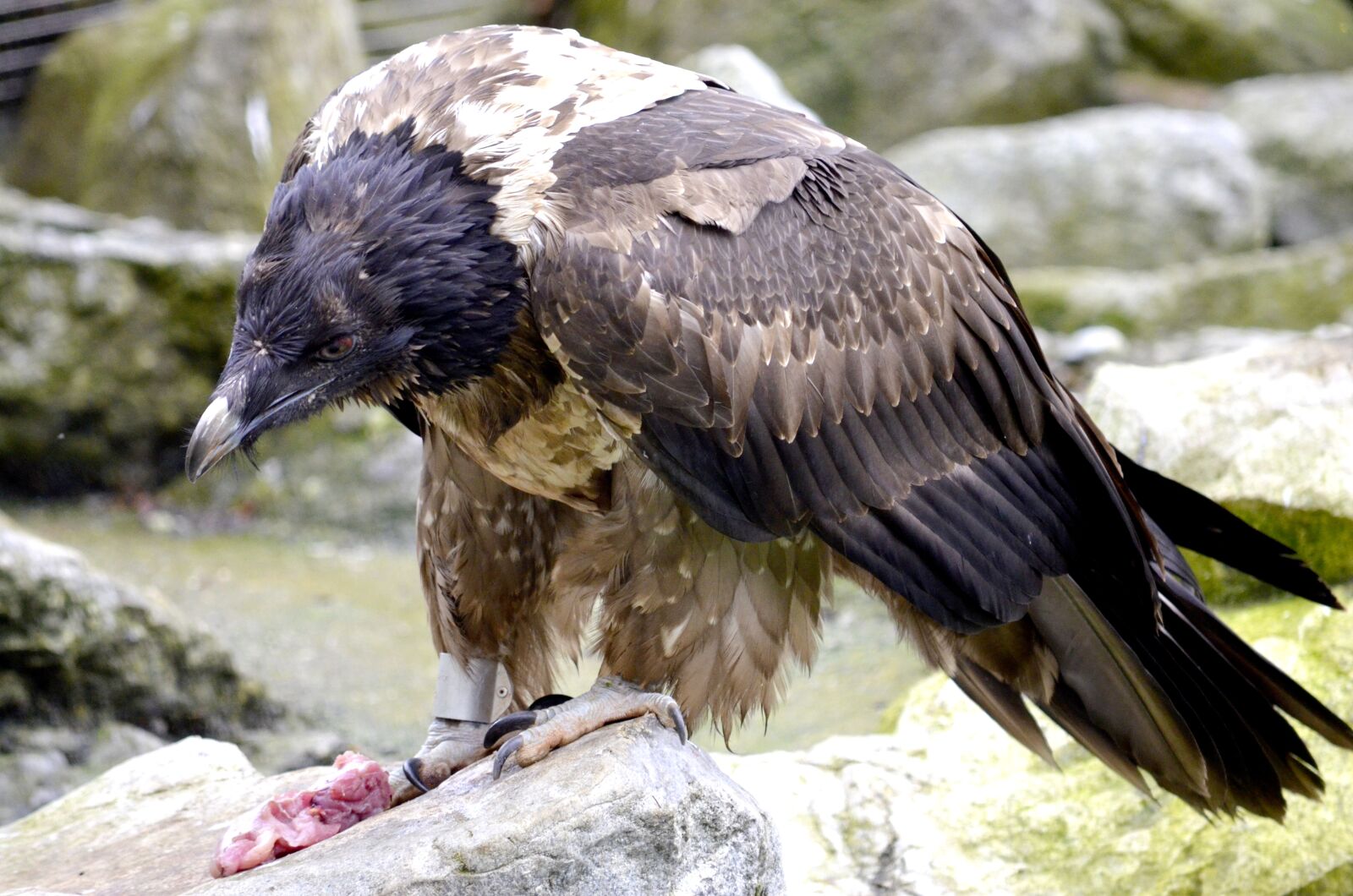 Nikon D5100 sample photo. Bearded vulture, bird of photography