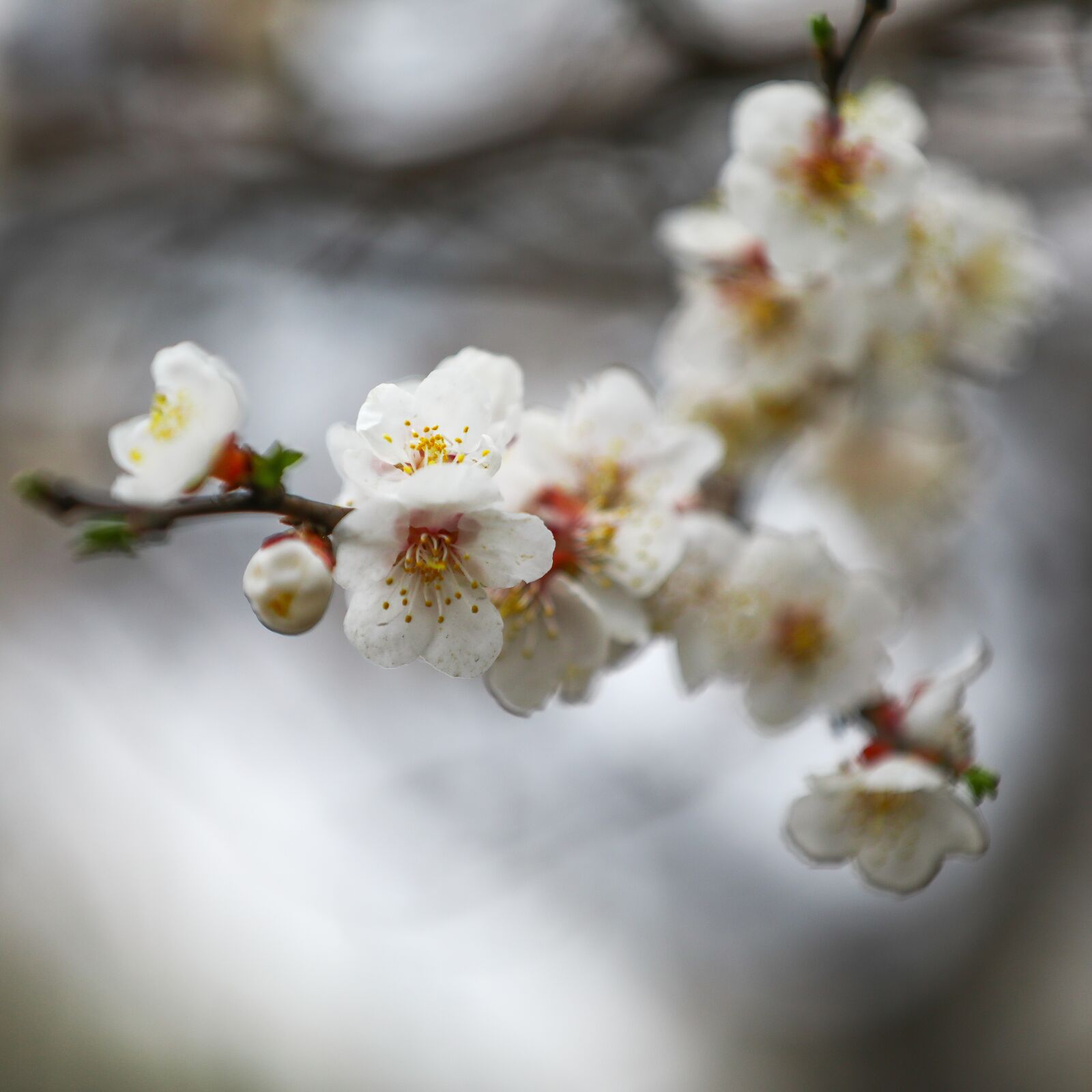 Canon EOS 5D Mark IV sample photo. Spring, germination, plum blossom photography