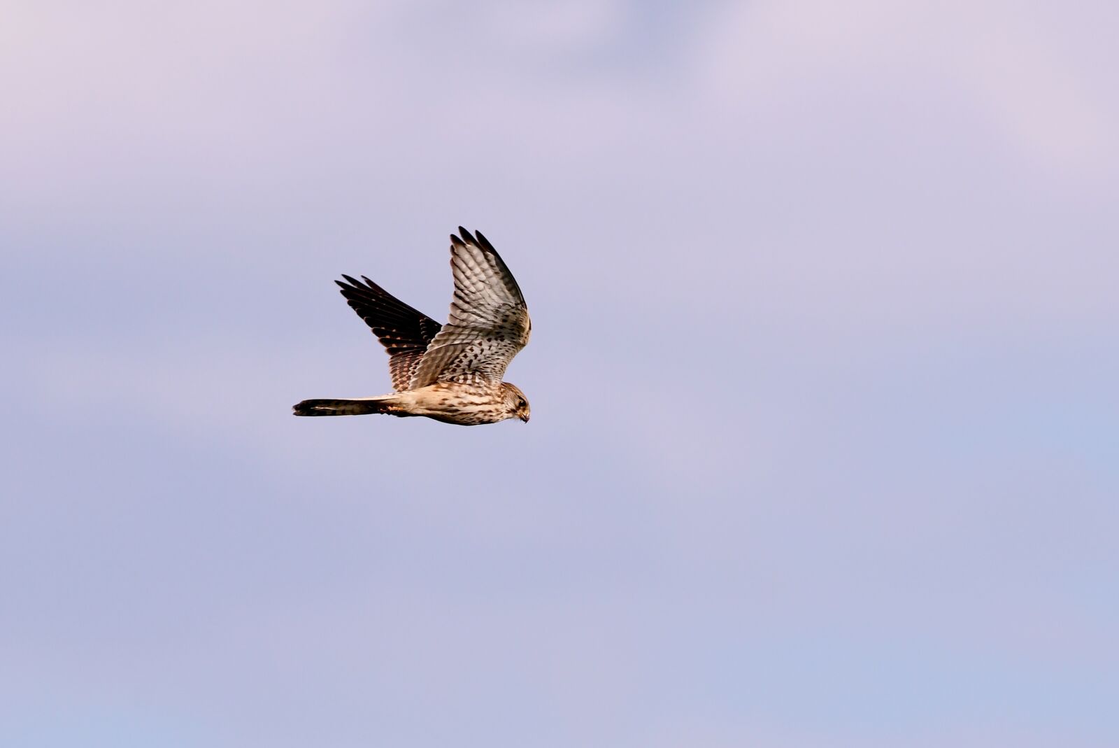 Nikon D500 sample photo. Valk, bird of prey photography