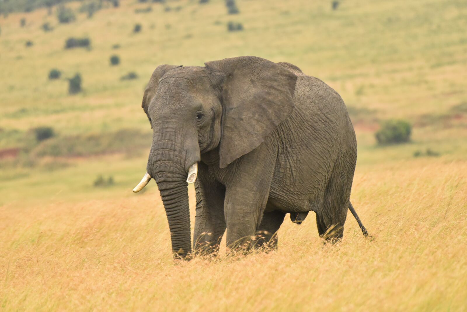 Nikon D810 sample photo. Elephant, wildlife, elephants photography