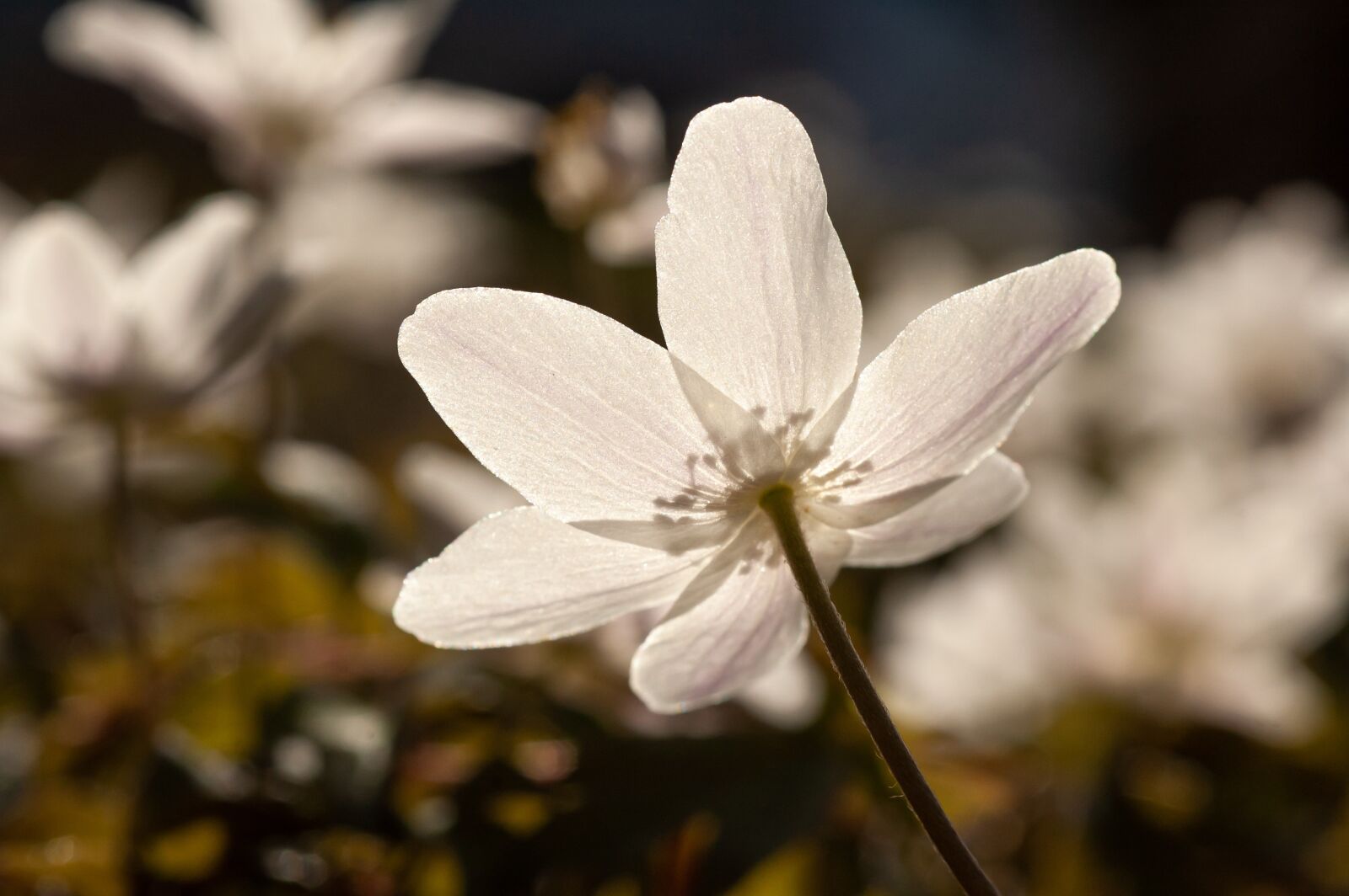 Nikon D50 sample photo. Wood anemone, forest floor photography