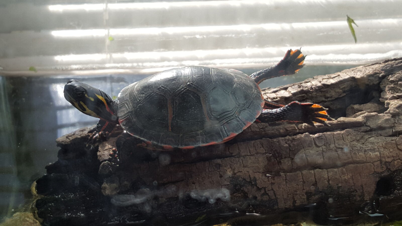 Samsung Galaxy Note5 sample photo. My, clancy, painted, turtle photography