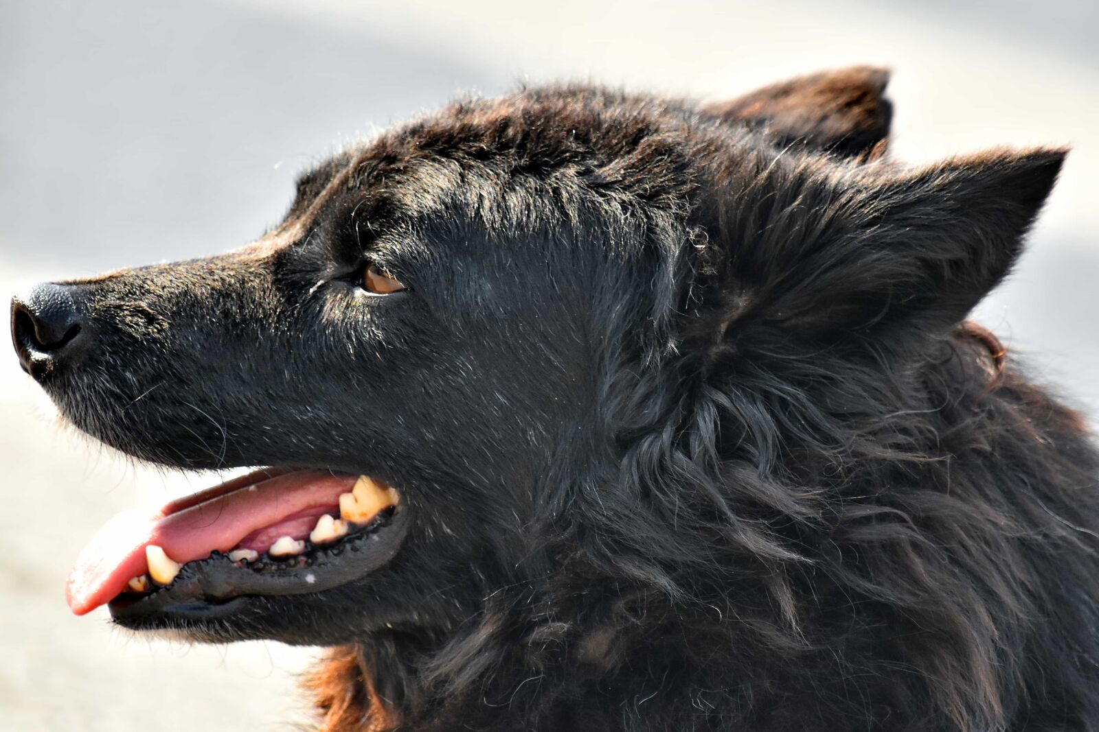 Nikon D5500 sample photo. Black, curl, ear, nose photography