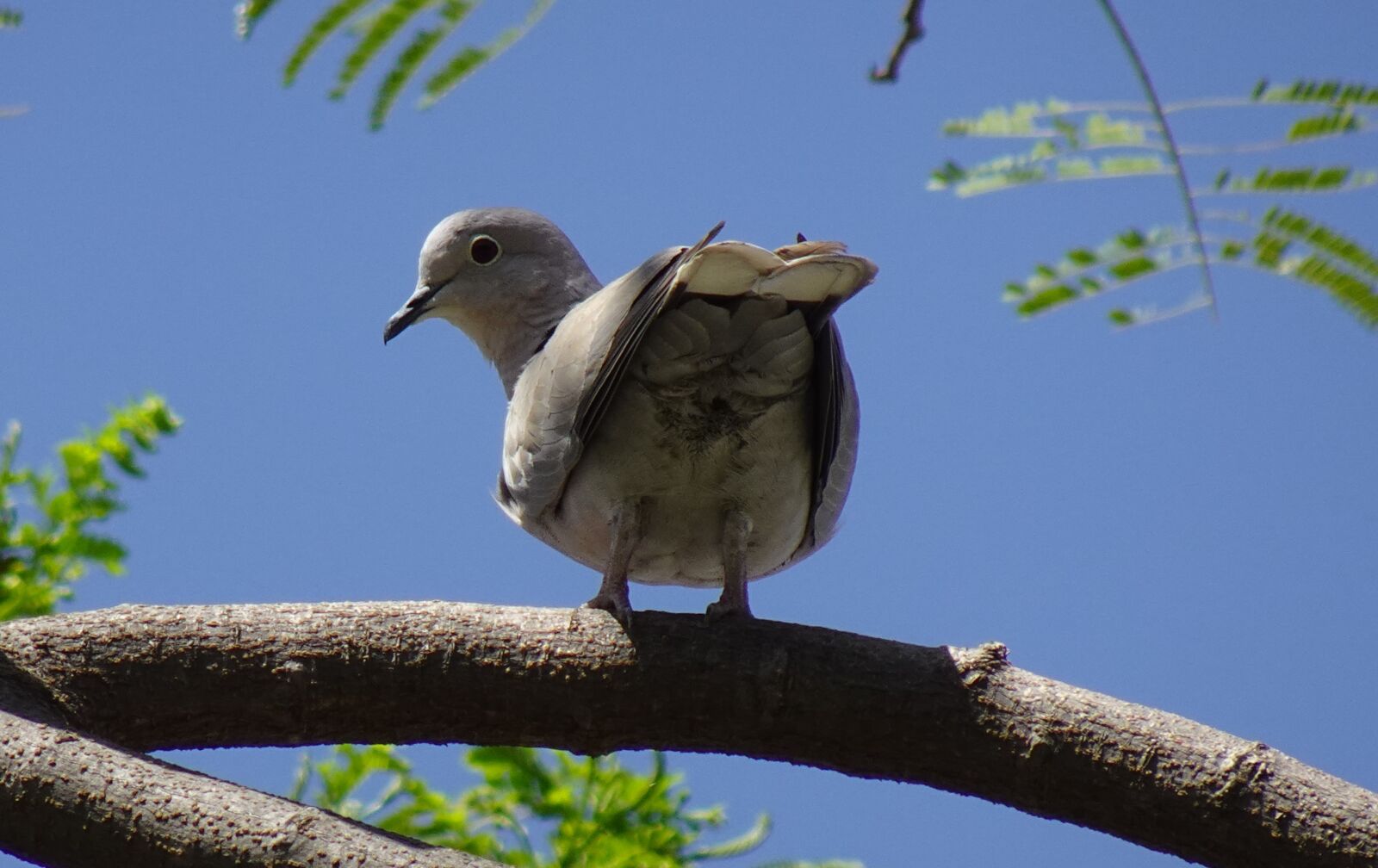 Sony DSC-WX800 sample photo. Bird, dove, eurasian collared photography