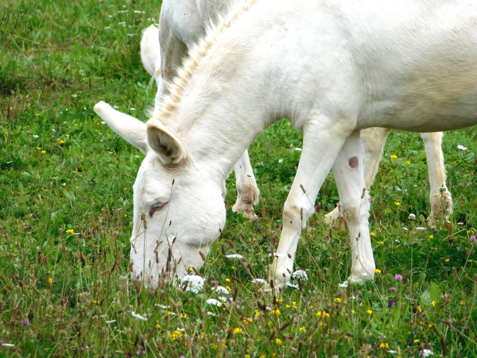Nikon Coolpix L840 sample photo. Wise donkey, donkey, eat photography