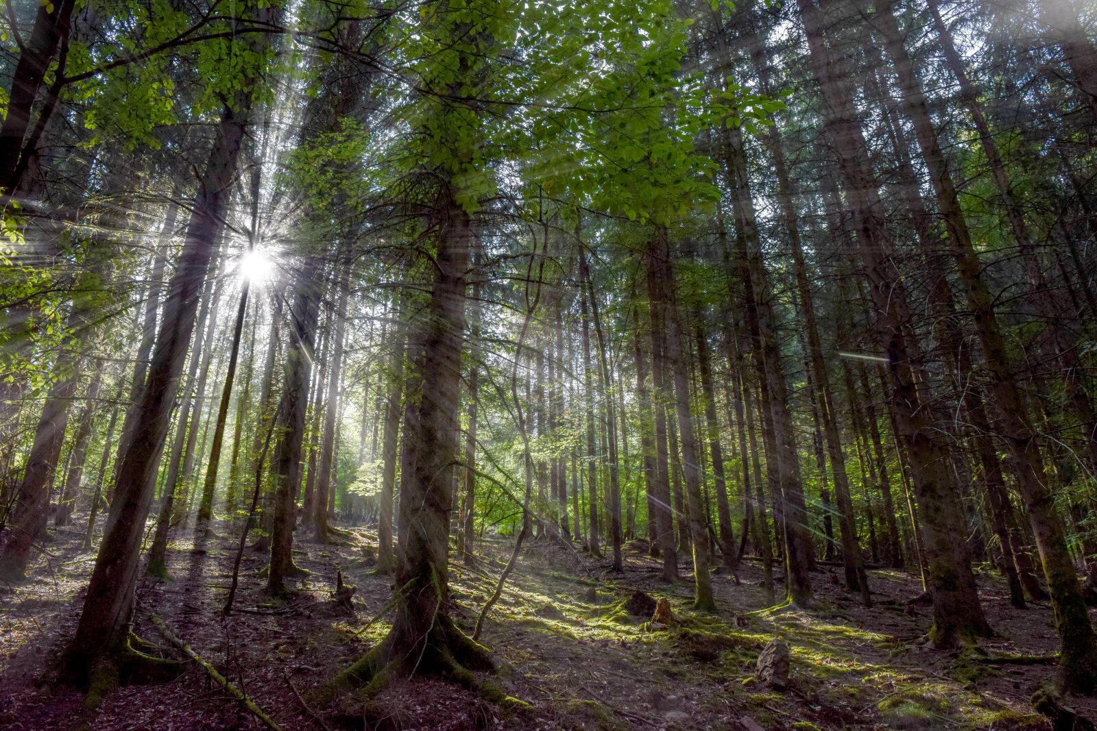 Nikon D3300 sample photo. Forest, trees, sunlight photography