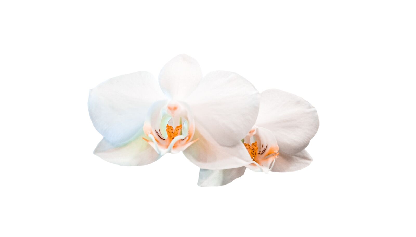 Sony Xperia XZ Premium sample photo. Orchid, white, flower photography