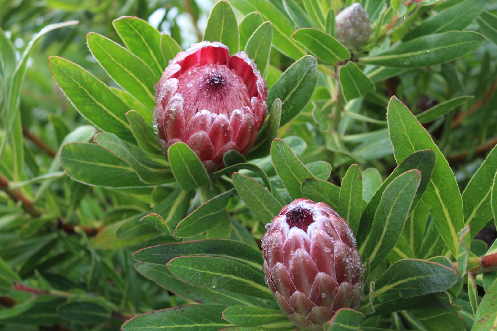 Canon EOS 1200D (EOS Rebel T5 / EOS Kiss X70 / EOS Hi) sample photo. Proteas, protea, flower photography