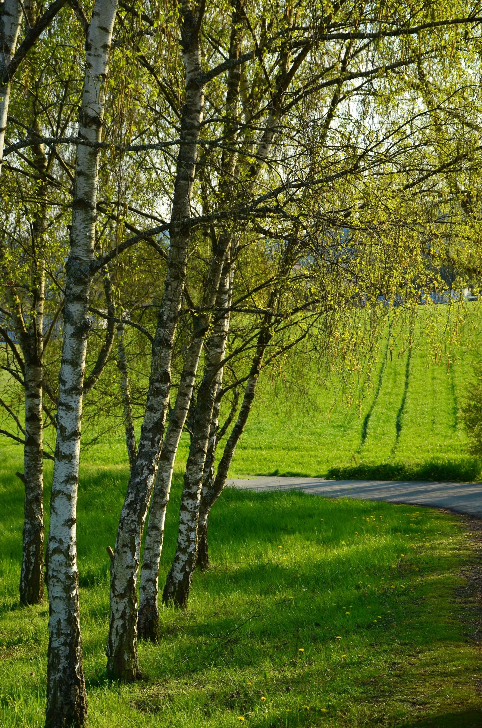 Nikon D5100 sample photo. Birch, trees, spring photography