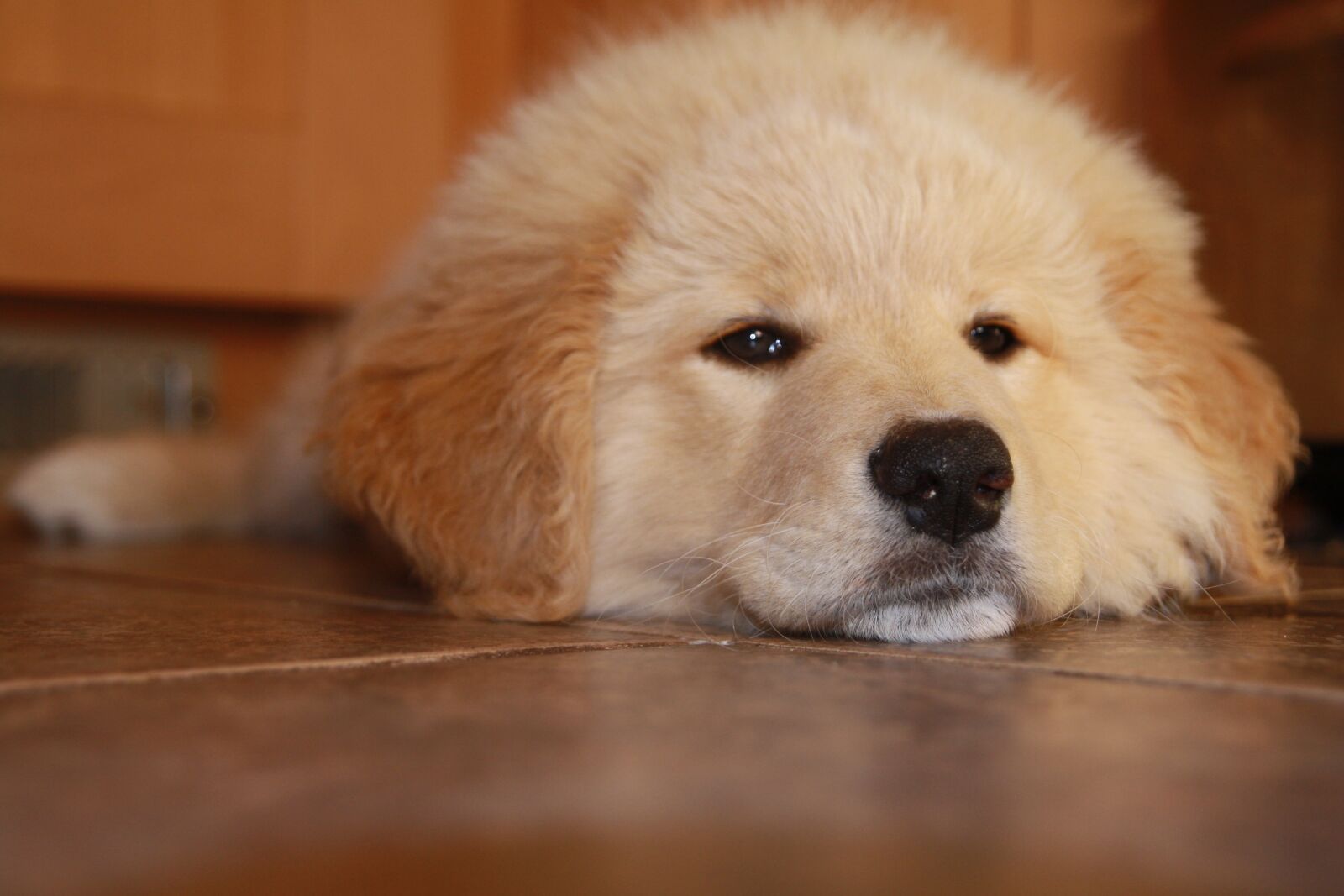 Canon EOS 1000D (EOS Digital Rebel XS / EOS Kiss F) sample photo. Cute, puppy, animal photography