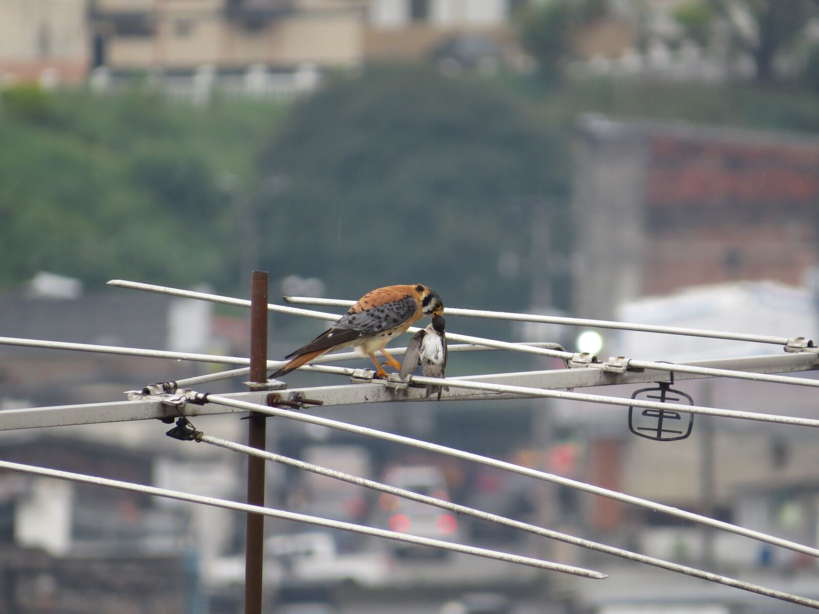 Canon PowerShot SX50 HS sample photo. Birds, fauna, nature photography