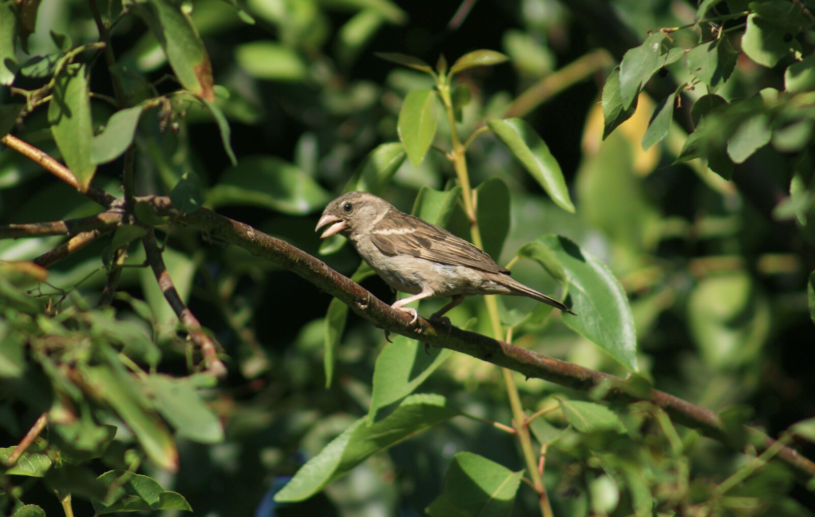Canon EOS 700D (EOS Rebel T5i / EOS Kiss X7i) + Canon EF 75-300mm f/4-5.6 sample photo. Sparrow, ave, nature photography
