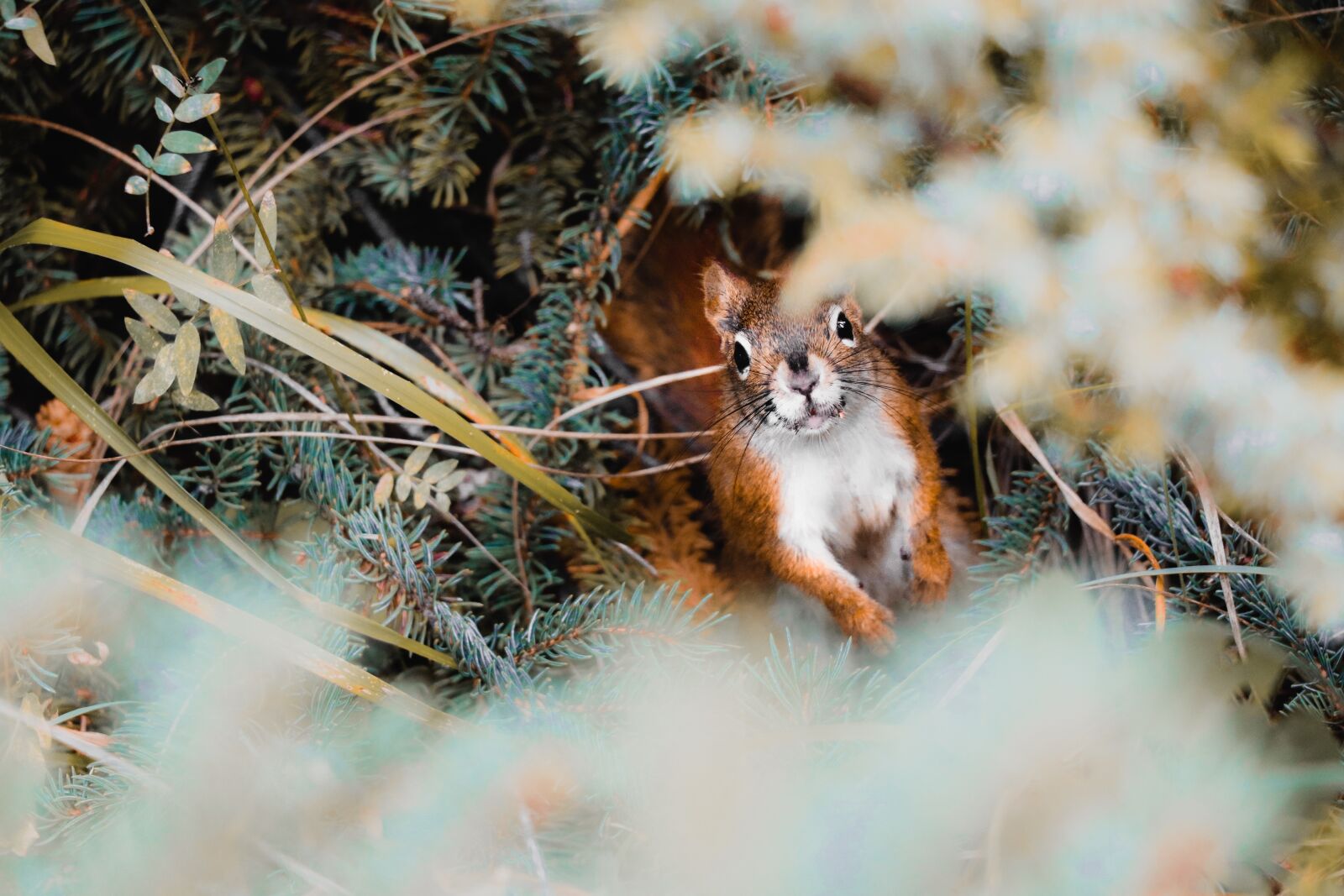 Canon EOS 77D (EOS 9000D / EOS 770D) sample photo. Squirrel, sweet, cute photography