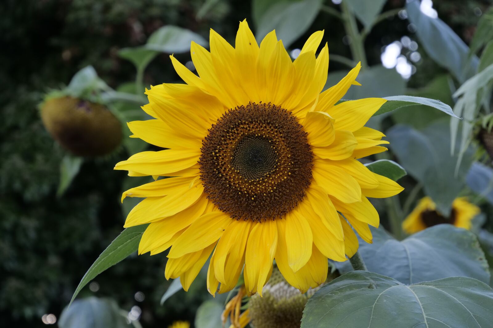 Panasonic Lumix DC-G9 sample photo. Autumn, sunflower, blossom photography