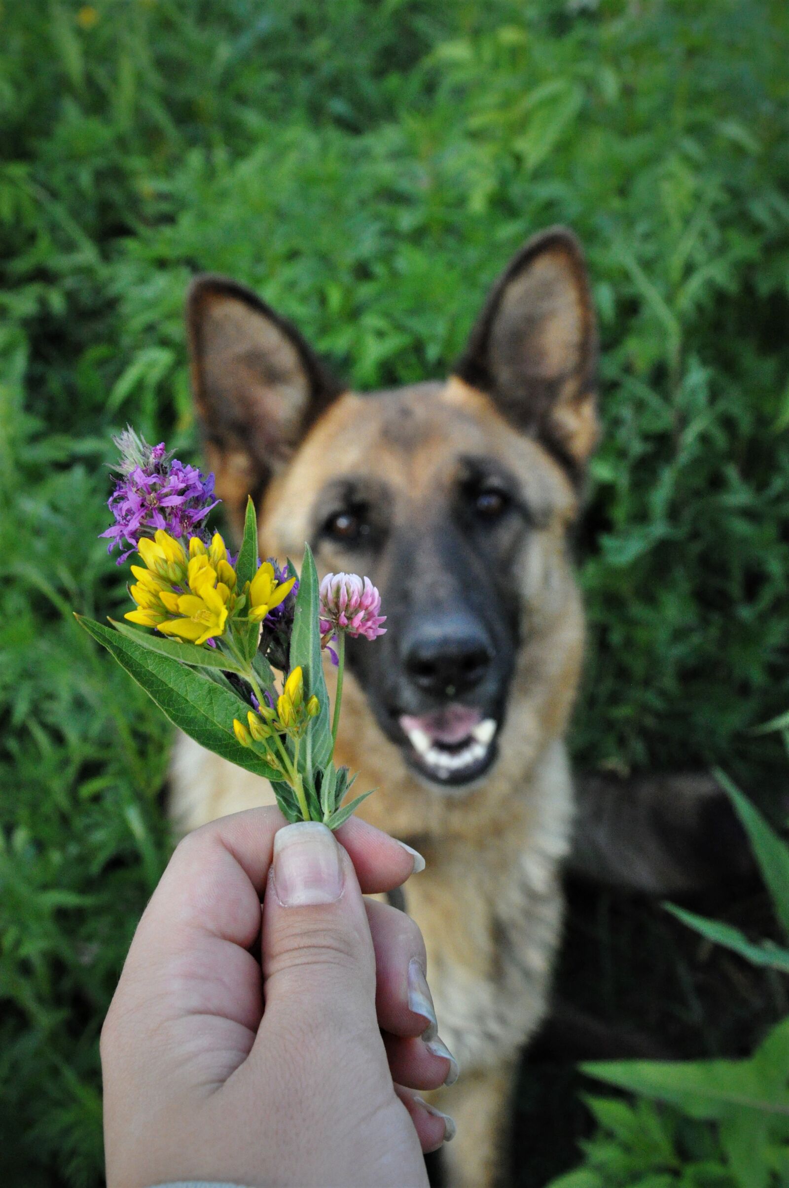 Nikon D90 sample photo. Dog, training, home photography