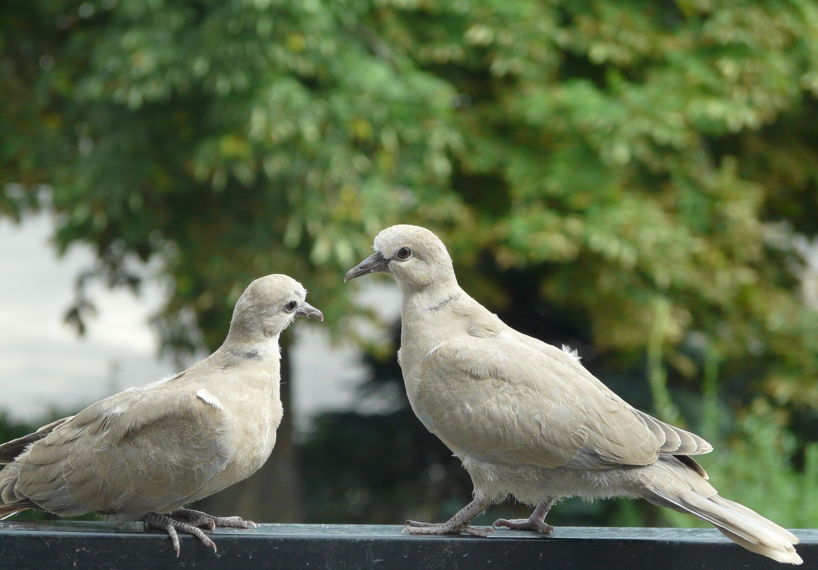 Panasonic DMC-FZ18 sample photo. Pigeons, para, meeting photography