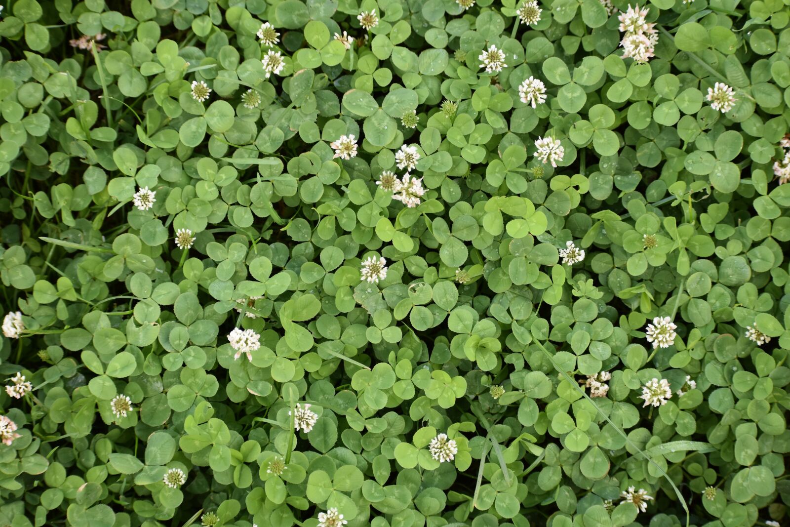 Nikon D3400 sample photo. Background, green, clover photography