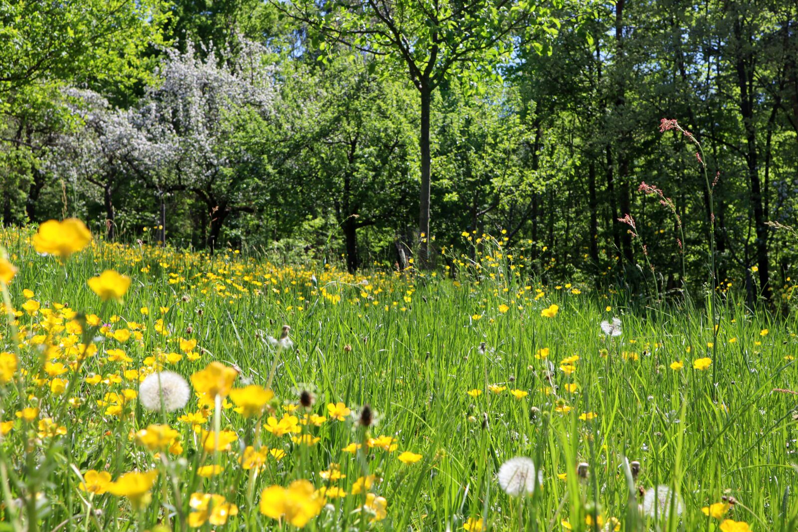 Canon EOS M50 (EOS Kiss M) sample photo. Meadow, yellow, bloom photography