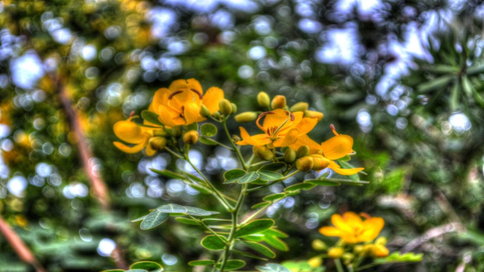 Nikon D5100 sample photo. Flowers, yellow, flora photography