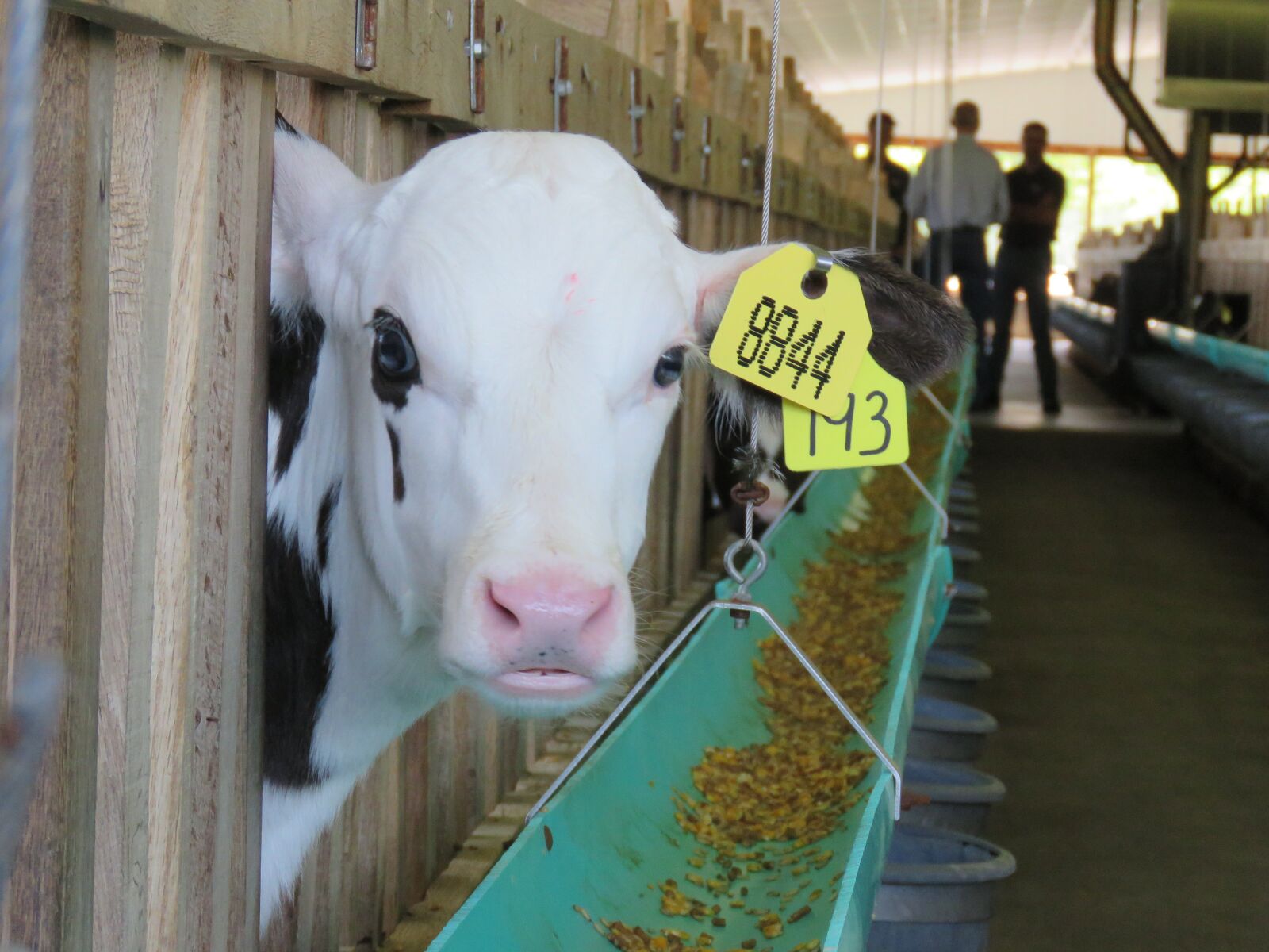 Canon PowerShot SX60 HS sample photo. Calf, barn, eating feed photography