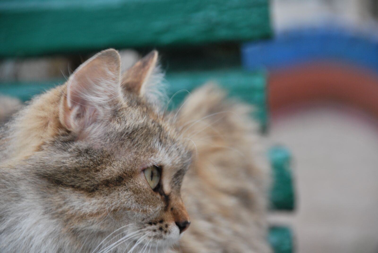 Nikon D60 sample photo. Portrait, kitty, fur photography