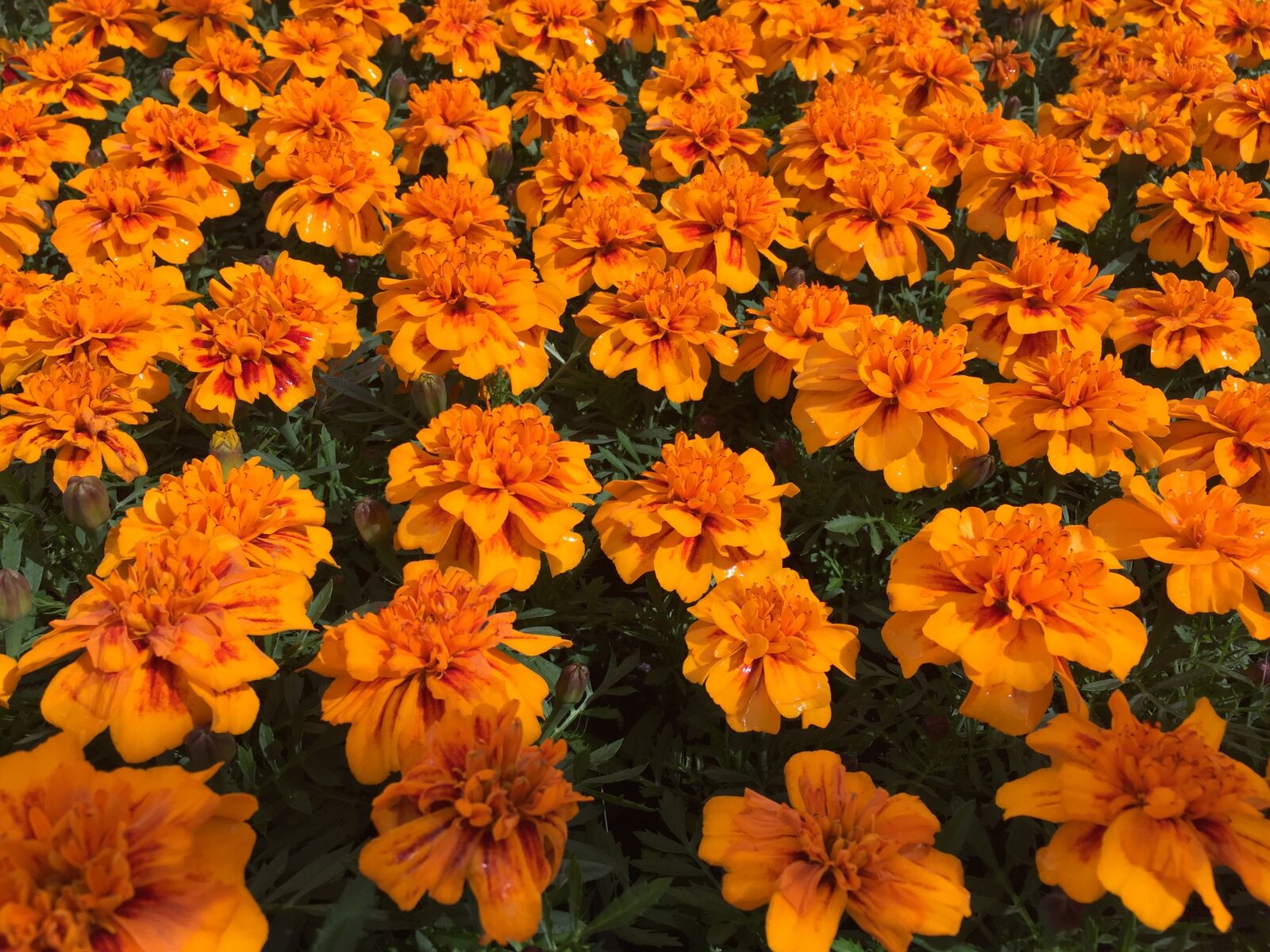 Apple iPhone 6 sample photo. Orange, flowers, floral photography