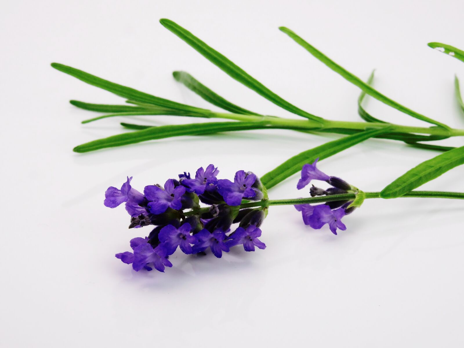 Nikon Coolpix P900 sample photo. Lavender, flower, purple photography