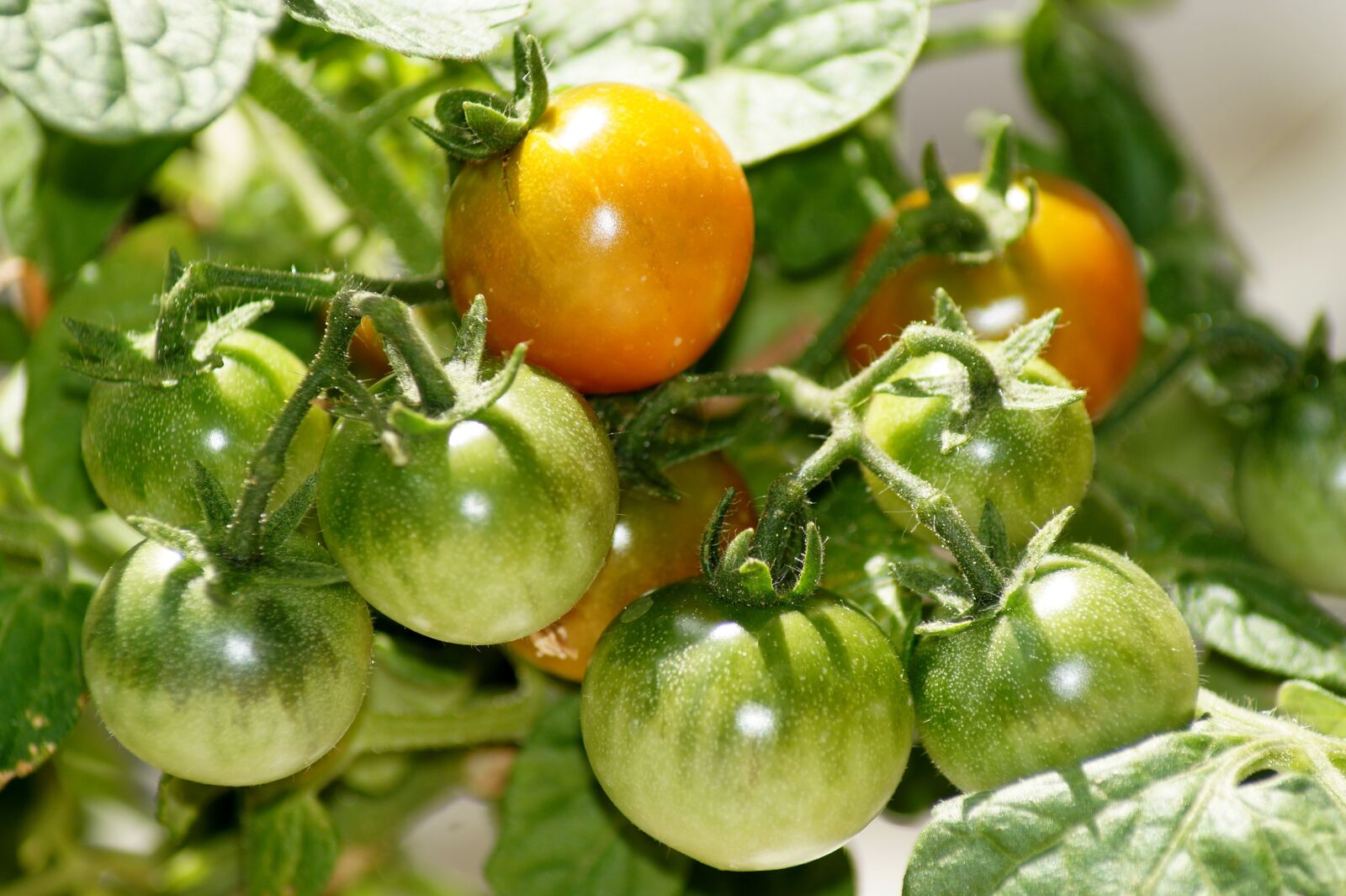 Sony SLT-A58 sample photo. Tomatoes, green, garden photography