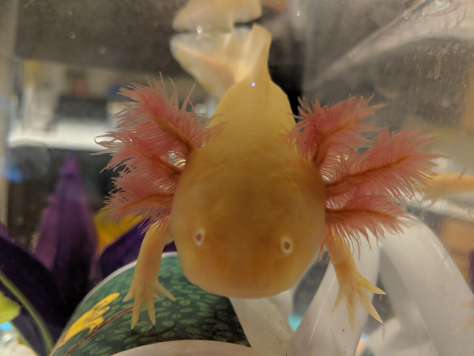 Google Pixel 2 sample photo. Axolotl, golden albino, salamander photography