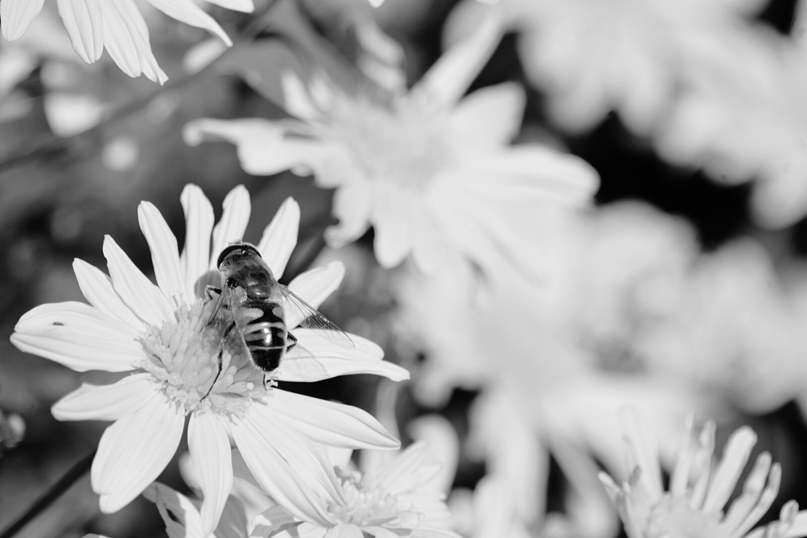 Nikon D5200 sample photo. Plants, flower, petals photography