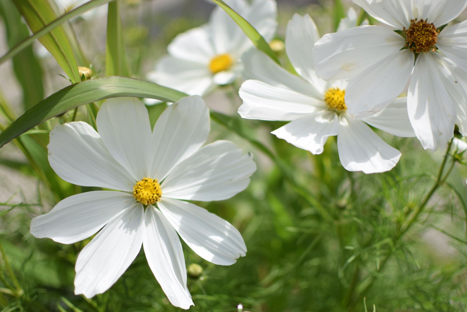 Nikon D3300 sample photo. Flower, white flower, summer photography