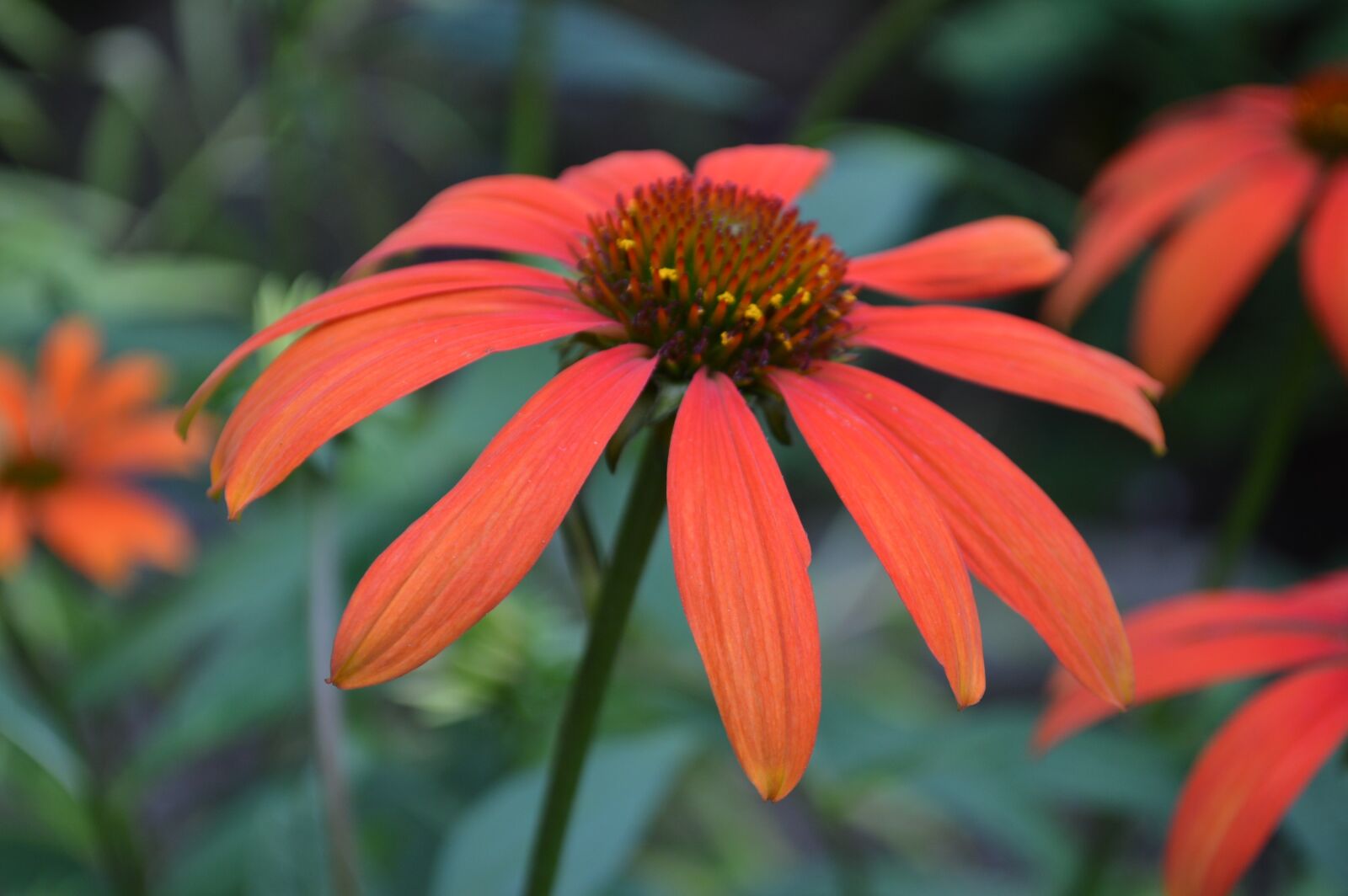 Nikon D3200 sample photo. Red, flower, blossom photography