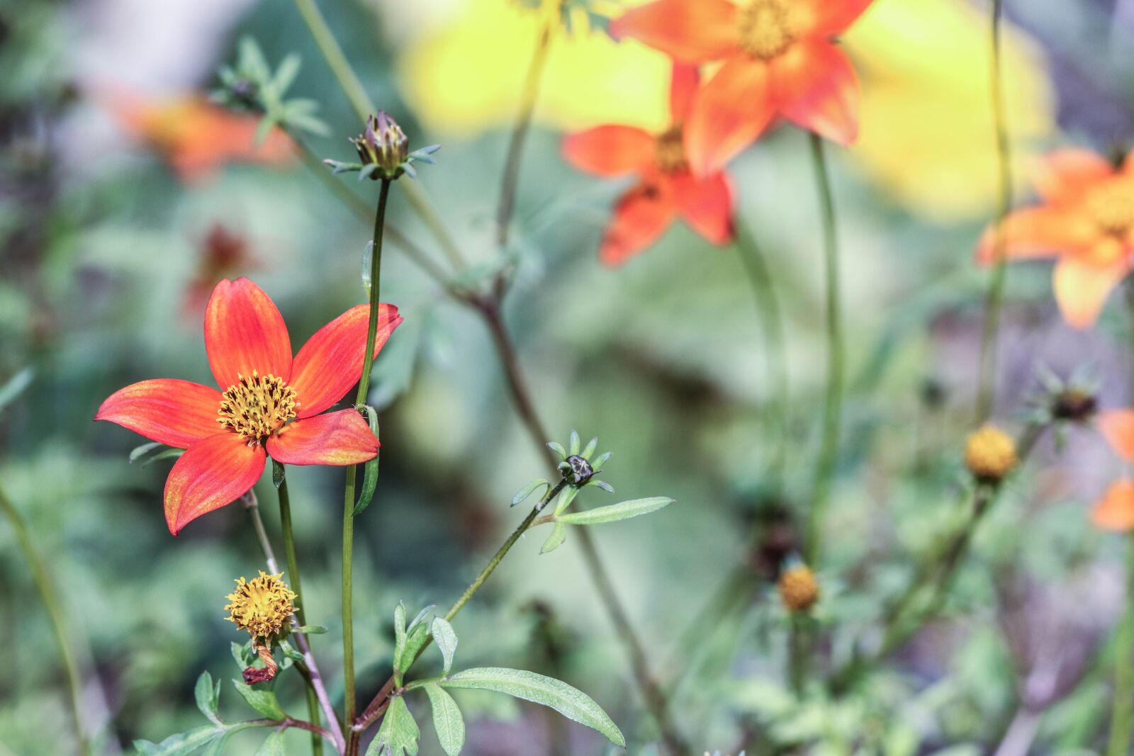 Canon EOS 7D Mark II sample photo. Flower, nature, garden flower photography