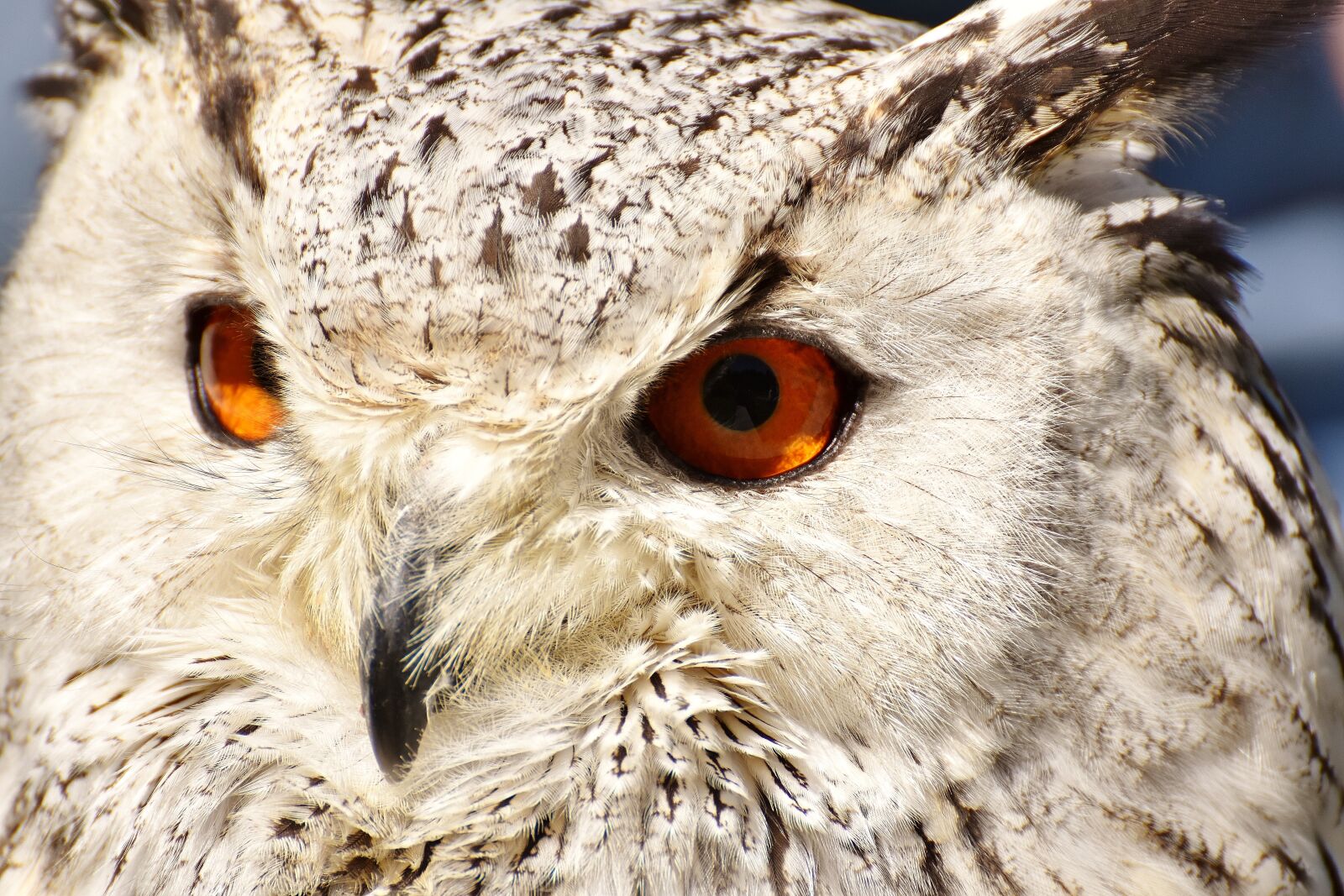 Nikon D7200 sample photo. Snowy owl bubo scandiacus photography