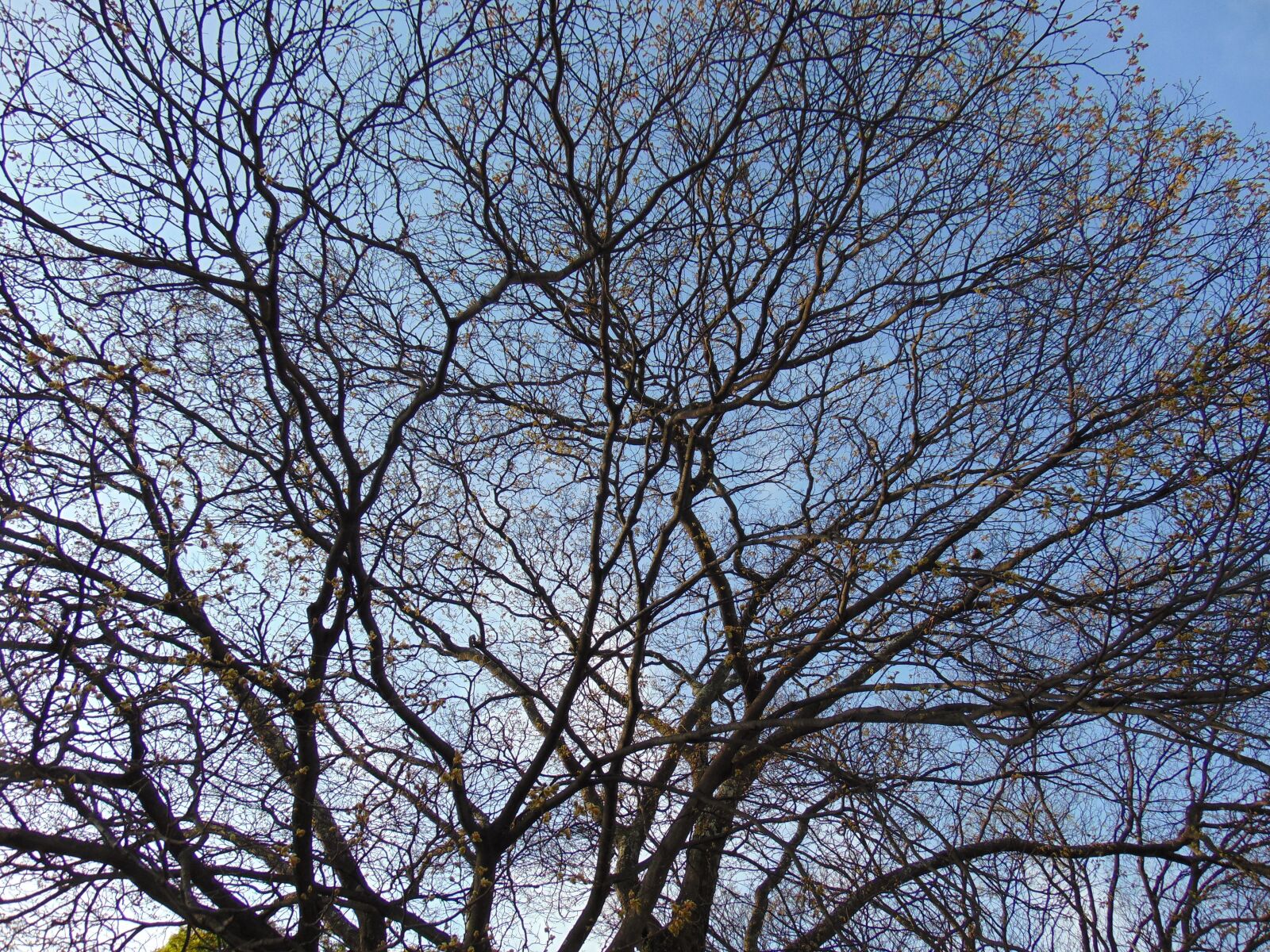 Sony Cyber-shot DSC-H300 sample photo. Tree, twigs, blue photography