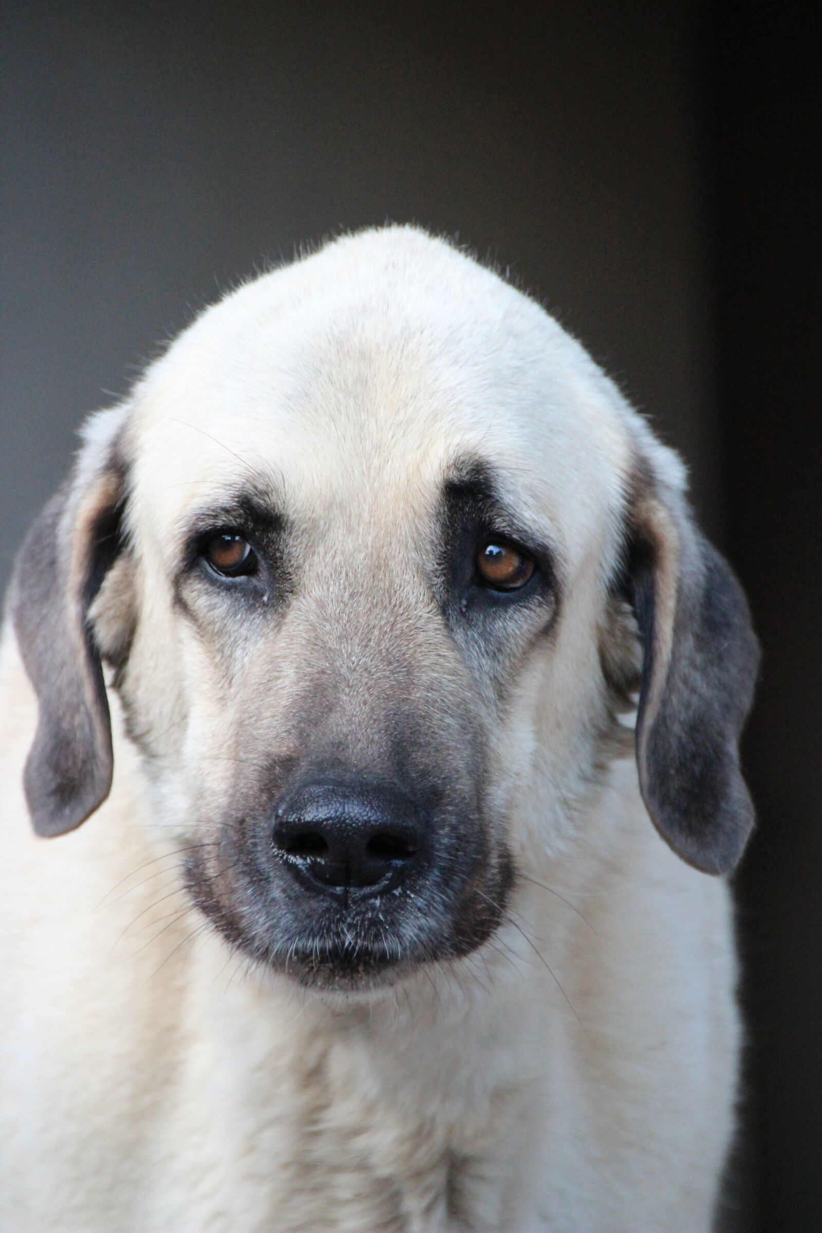 Canon EOS 600D (Rebel EOS T3i / EOS Kiss X5) sample photo. Kangal, herd protection dog photography