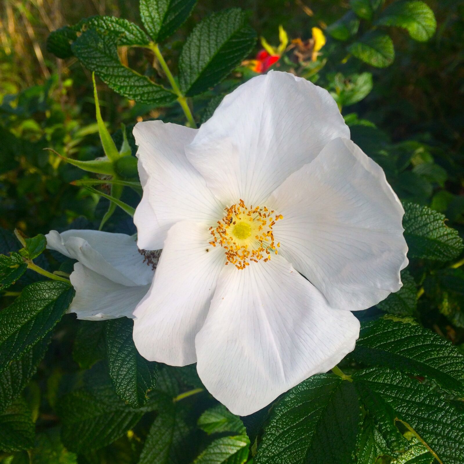 iPhone 5s back camera 4.15mm f/2.2 sample photo. White rose, schneewitchen, open photography