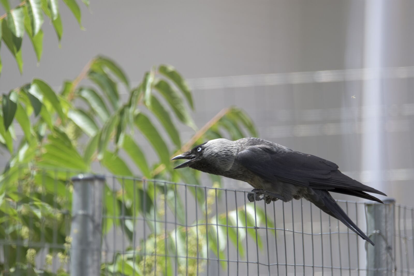 Nikon D7200 sample photo. Bird, dance, animal photography