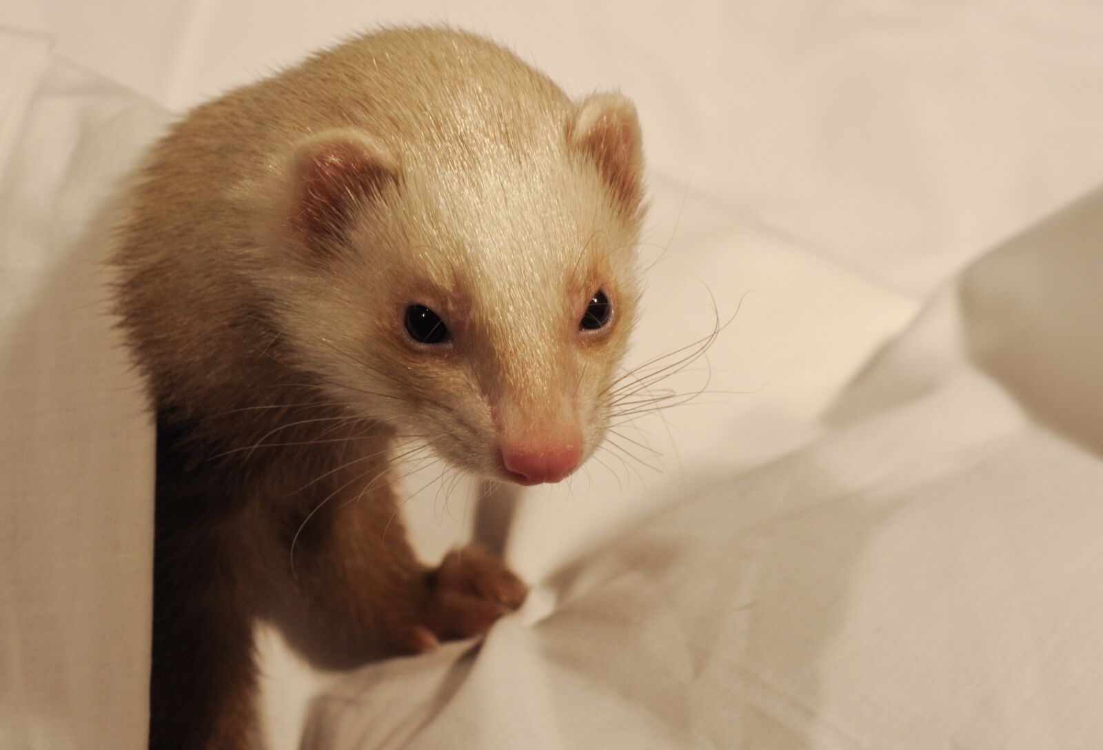Nikon D300 sample photo. Ferret, white sheet, domestic photography