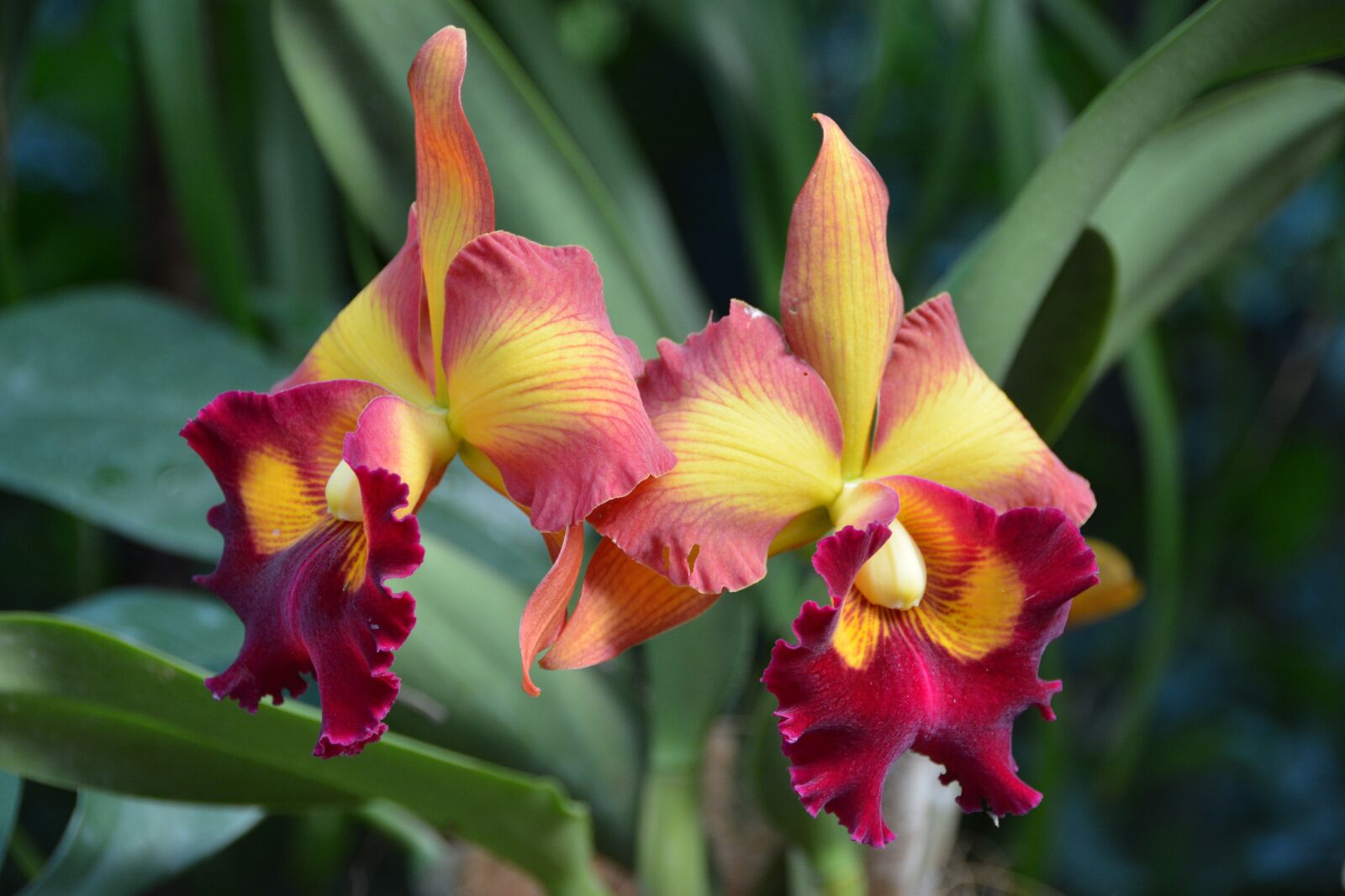 Nikon D7100 sample photo. Flower, orchid, nature photography
