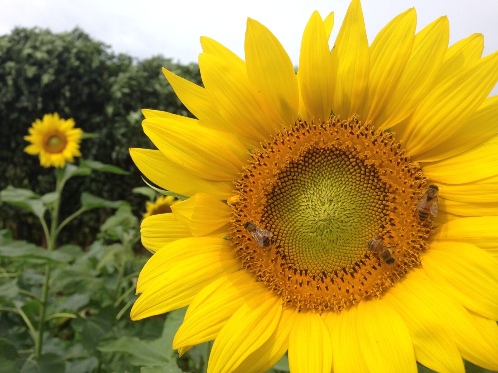 iPhone 5 back camera 4.12mm f/2.4 sample photo. Sunflower, bees, yellow photography