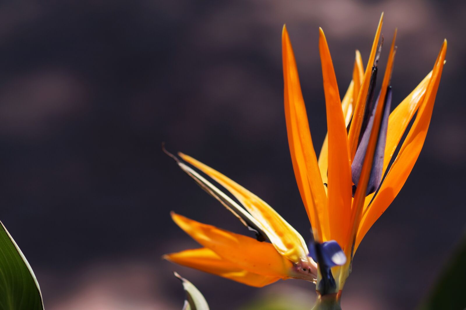 Sony SLT-A58 + Tamron SP AF 90mm F2.8 Di Macro sample photo. Bird of paradise, flower photography