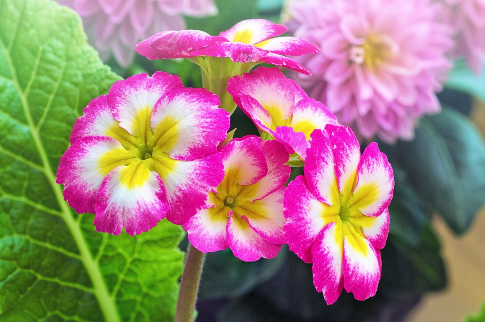 Canon EOS 5D Mark III sample photo. Flowers, daisies, hot pink photography
