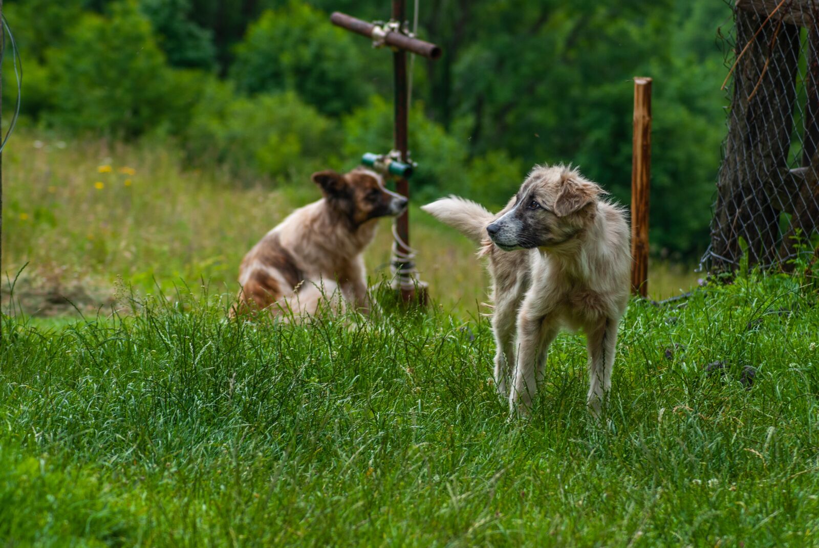 Nikon D60 sample photo. Dog, guard dog, animal photography